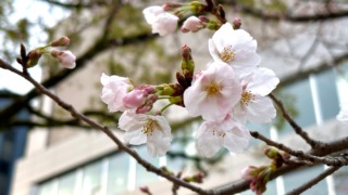 通勤途中の桜 2024年