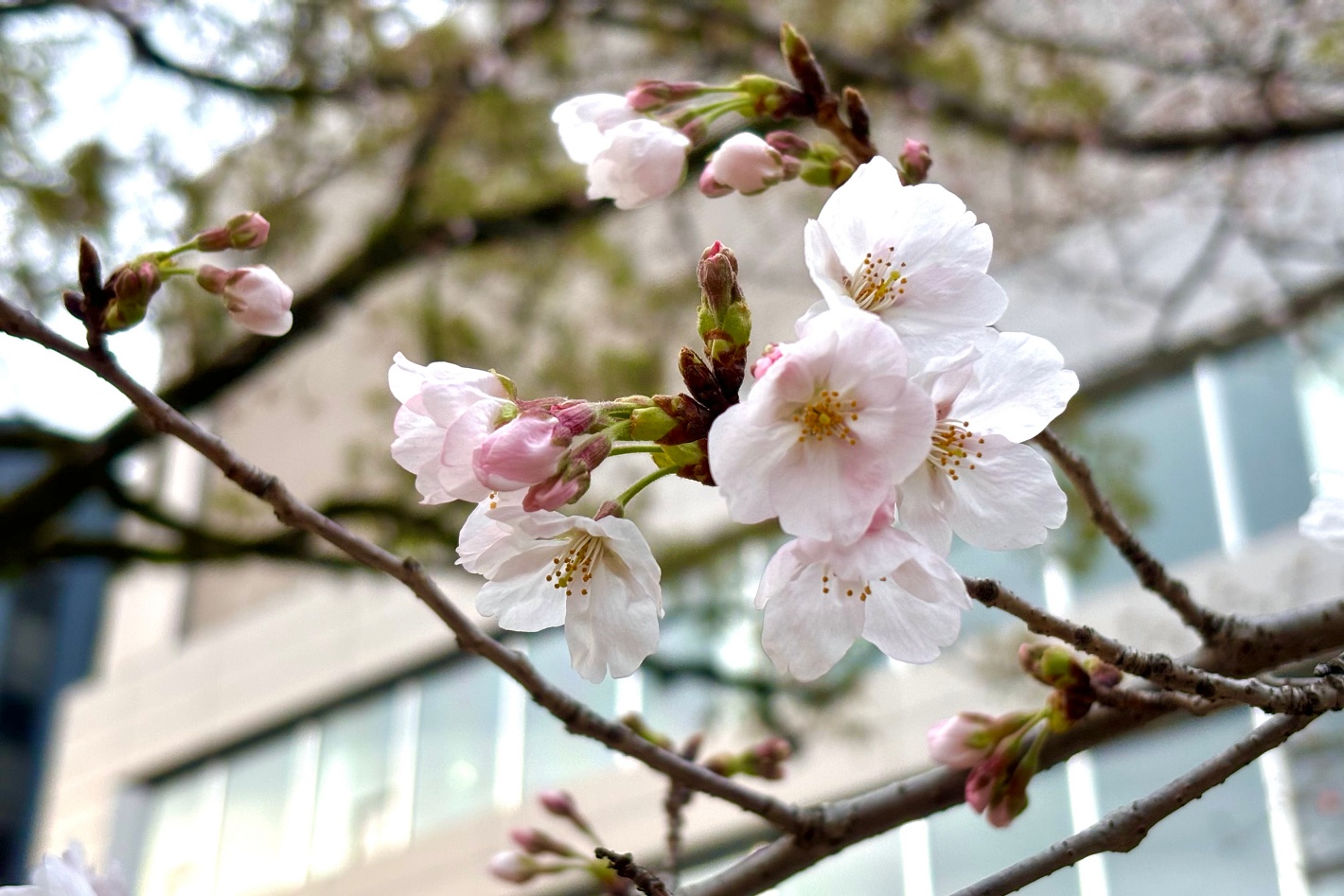 通勤途中の桜 2024年